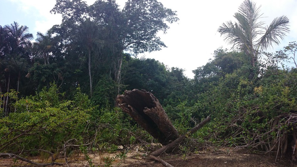 Petition Rettet den Regenwald: 47.000 Quadratkilometer Amazonaswald retten!