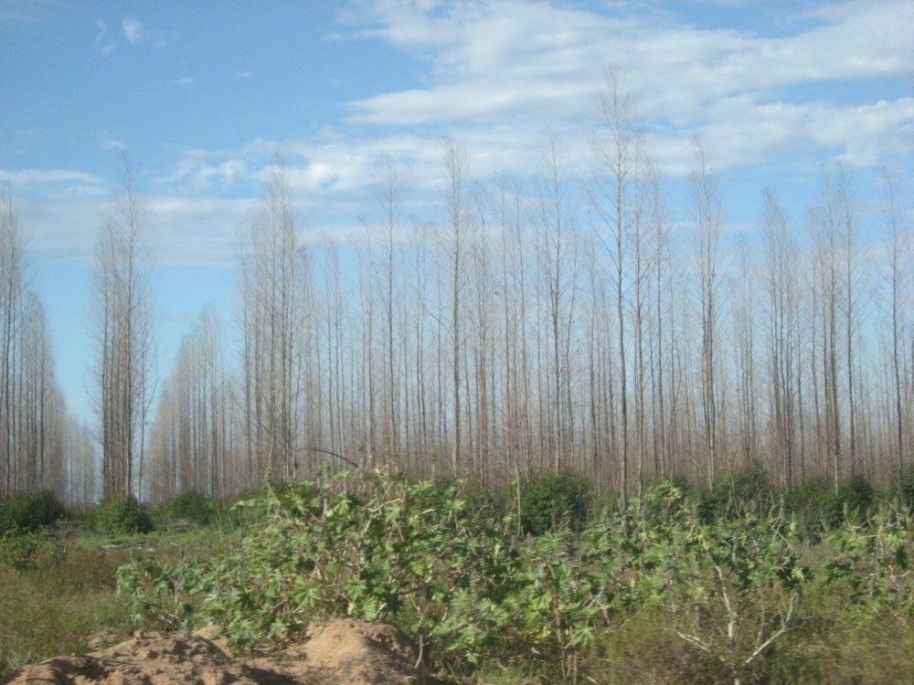Brasilien: Offener Brief von NGOs und sozialen Bewegungen gegen Emissionshandel mit Wäldern als Kohlenstoffsenken