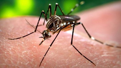 Militär gegen Mücken
