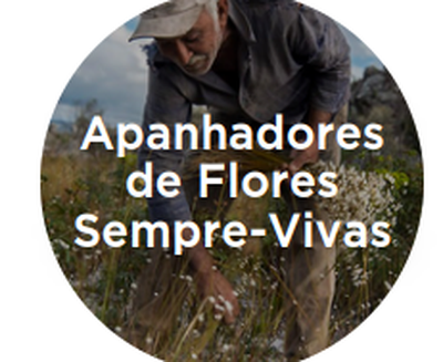 Schutz der Arbeit und des Rechtes auf Sammeln der Sempre-Viva-Wildblumen gefordert