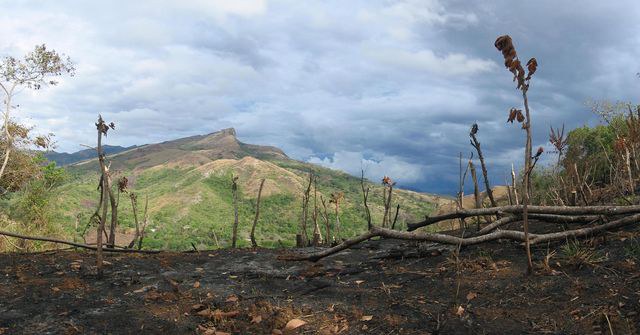 Tendenz steigend – Die neusten Entwaldungszahlen
